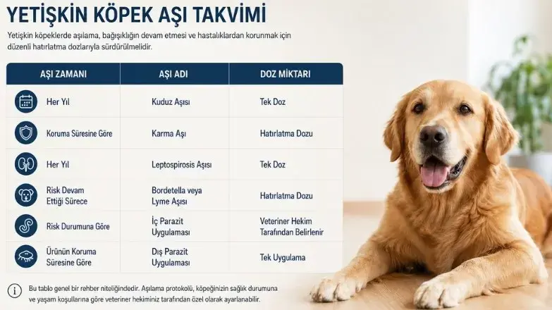 yetiskin-kopek-asi-takvimi.webp