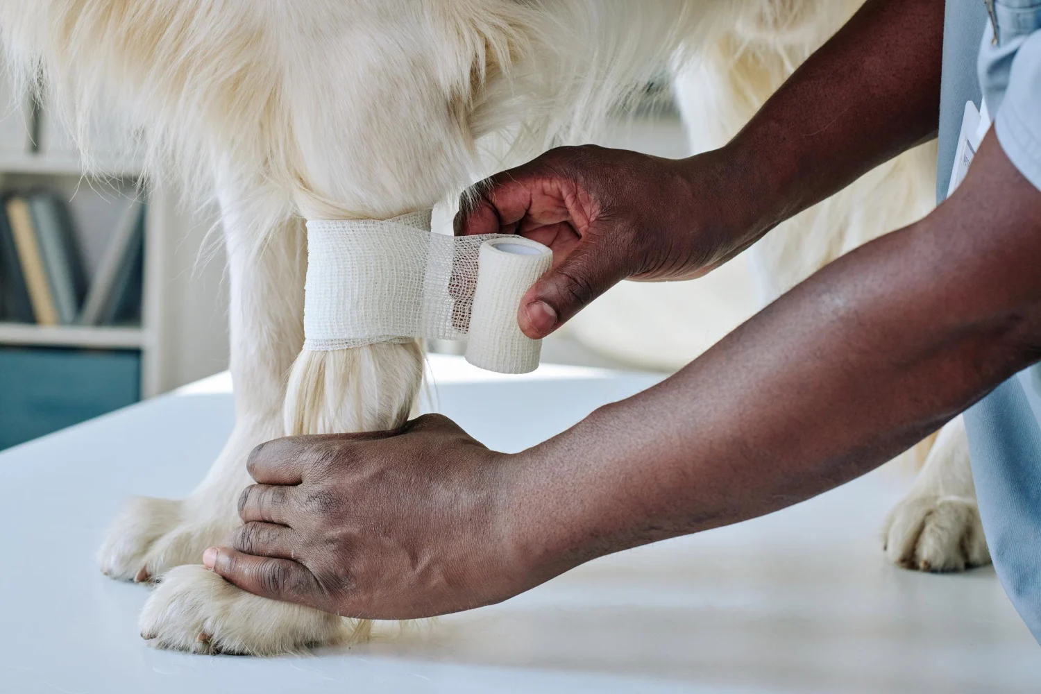 Köpeklerde Bacak Kırığı: Nedenleri ve Tedavisi