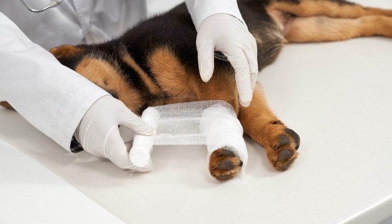 Köpeklerde Diz Ameliyatı