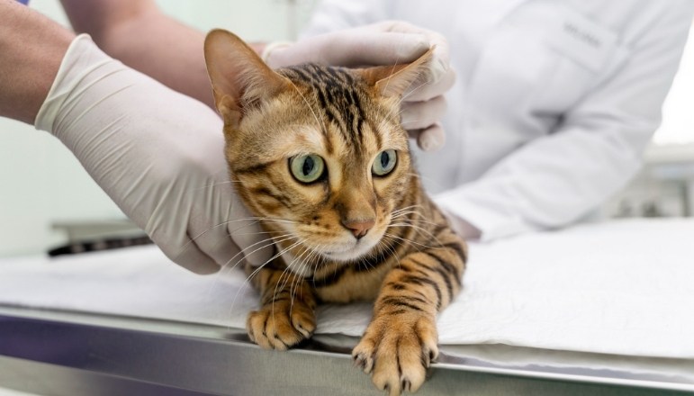Kedi Kısırlaştırma Ücretleri 2026 Fiyatı