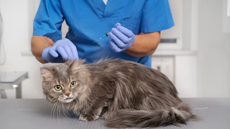 Kedi Aşı Takvimi