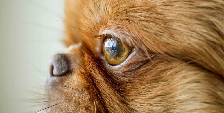 Köpeklerde Katarakt: Belirtileri, Nedenleri ve Ameliyatı