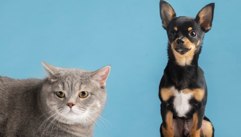 Kedi ve Köpeklerde Kan Nakli