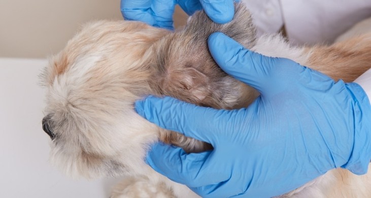Köpeklerde Deri Hastalıkları: Teşhis ve Tedavi Yöntemleri