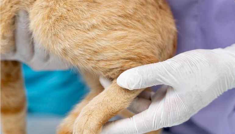 Kedi Kalça Kırığı - Belirtileri, Tedavisi, Ameliyatı