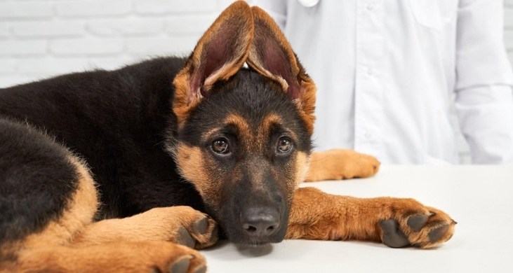 Köpek Kısırlaştırma: Erkek ve Dişi Köpeklerde Ameliyat Süreci