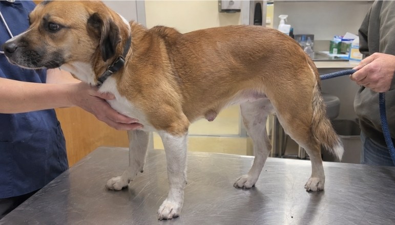 Köpeklerde Fıtık Nasıl Anlaşılır? Tedavi ve Ameliyat Süreci