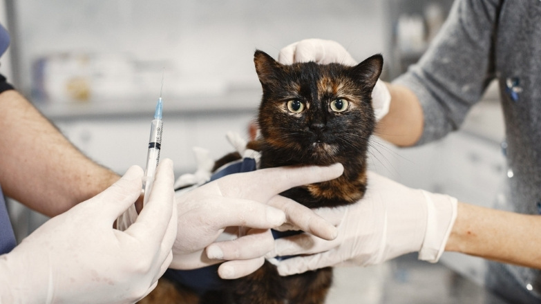 Kedi Lösemi Aşısı