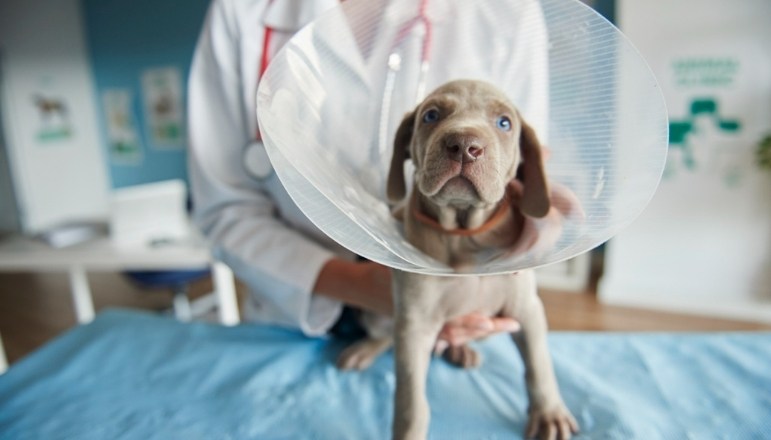 Köpek Kısırlaştırma Ücreti 2026 