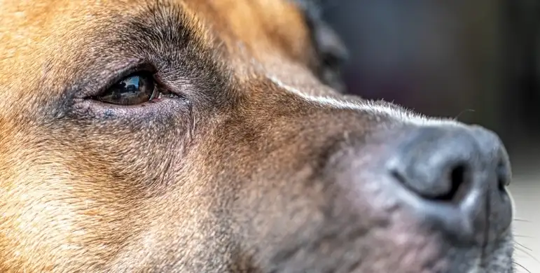 Köpeklerde Göz Hastalıkları