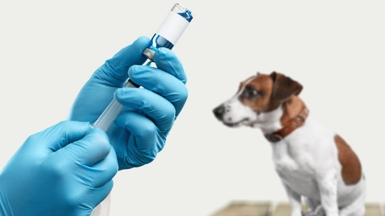 Köpek Kuduz Aşısı: Ne Zaman Yapılır, Kaç Yıl Korur?