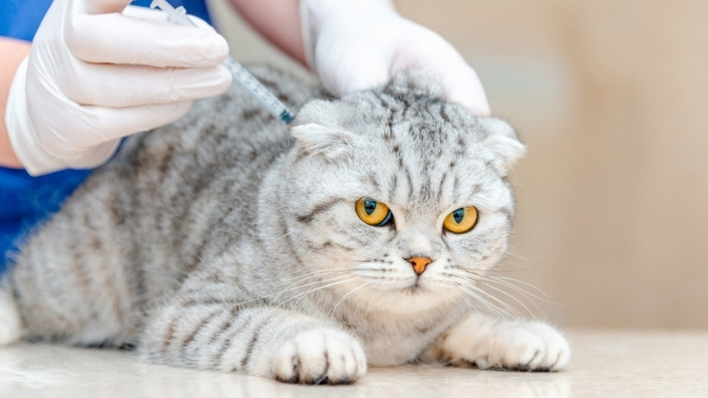 Kedi Kuduz Aşısı: Ne Zaman Yapılır, Yan Etkileri Nelerdir?