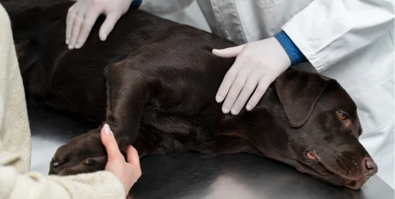 Köpeklerde Kalça Çıkığı: Belirtileri ve Ameliyatı