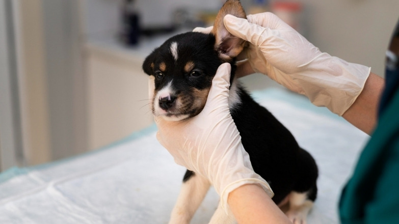 Köpeklerde Lyme Aşısı: Nedir, Hastalığı, Yan Etkileri