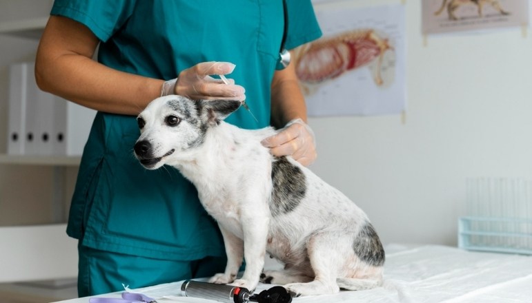 Köpek Aşı Fiyatları 2026