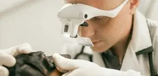 Veteriner Dermatoloji
