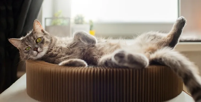 Kedi Oteli