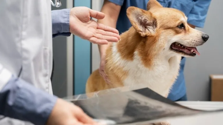 Kedi Köpek Röntgen Görüntüleme