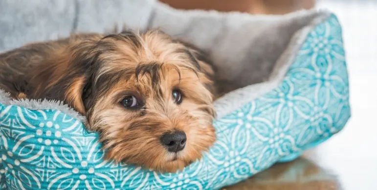 Köpek Oteli