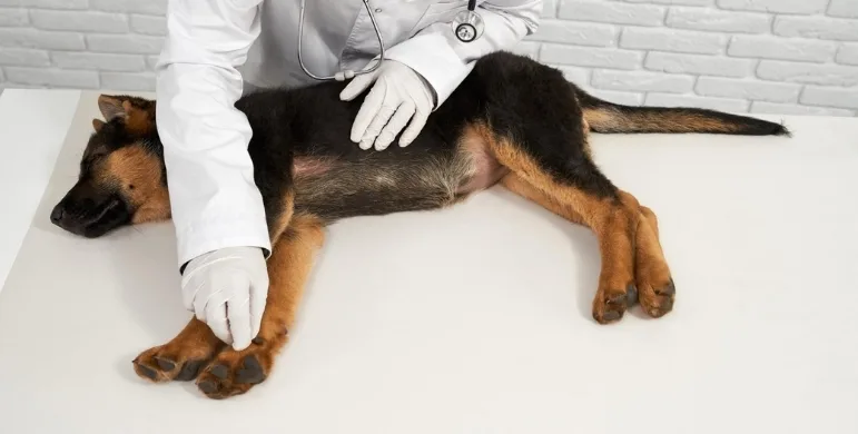 Köpeklerde Kanlı İshal- Nedenleri, Belirtileri ve Tedavisi