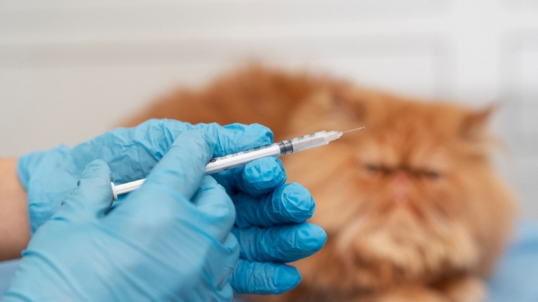 Kedi Aşı Fiyatları 2026