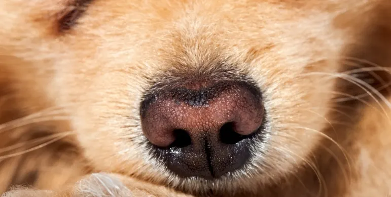 Kedi ve Köpeklerde Rinoplasti Uygulamaları