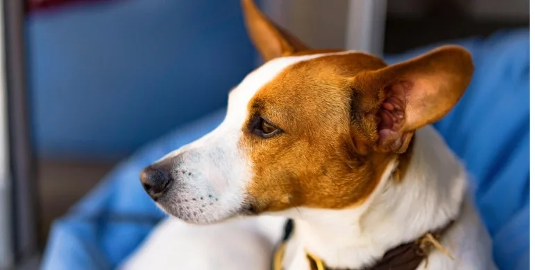 Köpeklerde Prostat: Belirtileri, Tedavisi ve Ameliyatı