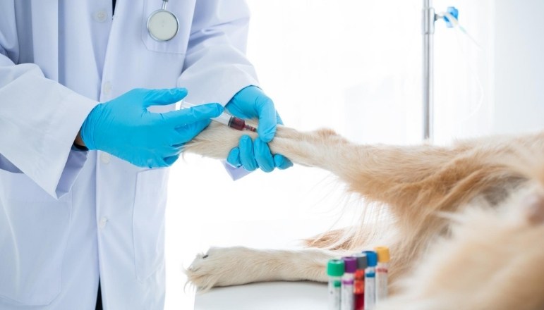 Kedi ve Köpeklerde Kan Tahlilleri